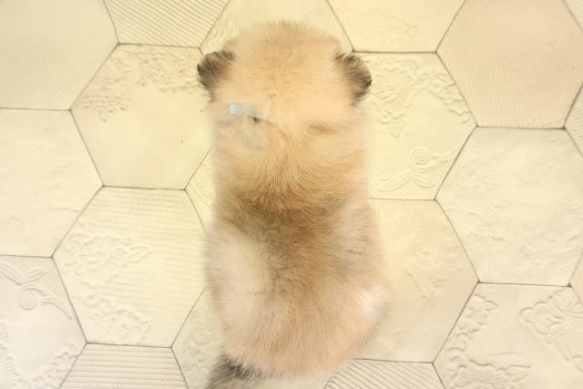 三重県のポメラニアン (Coo&RIKU四日市店/2025年12月13日生まれ/男の子/オレンジ)の子犬の4枚目の画像