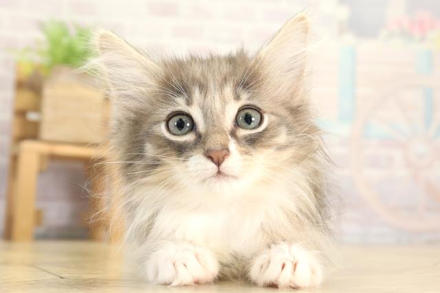 岐阜県のノルウェージャンフォレストキャット (Coo&RIKU岐阜店/2025年12月7日生まれ/女の子/ブルータビーホワイト)の子猫の1枚目の画像