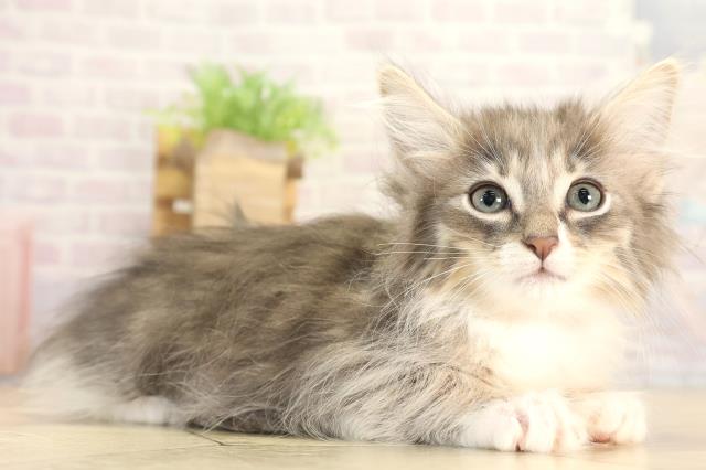 岐阜県のノルウェージャンフォレストキャット (Coo&RIKU岐阜店/2025年12月7日生まれ/女の子/ブルータビーホワイト)の子猫の2枚目の画像