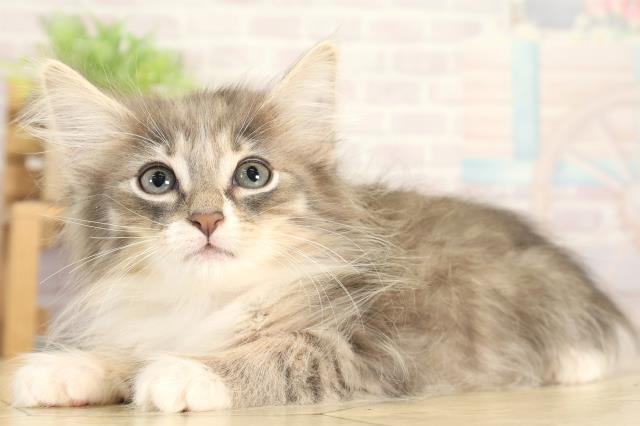 岐阜県のノルウェージャンフォレストキャット (Coo&RIKU岐阜店/2025年12月7日生まれ/女の子/ブルータビーホワイト)の子猫の3枚目の画像