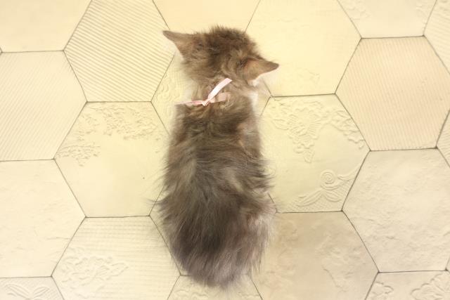 岐阜県のノルウェージャンフォレストキャット (Coo&RIKU岐阜店/2025年12月7日生まれ/女の子/ブルータビーホワイト)の子猫の4枚目の画像