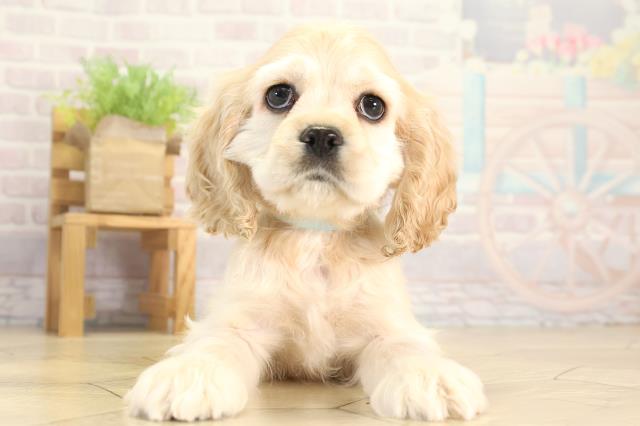 岐阜県のアメリカンコッカースパニエル (Coo&RIKU各務原店/2025年12月12日生まれ/男の子/バフ)の子犬の1枚目の画像