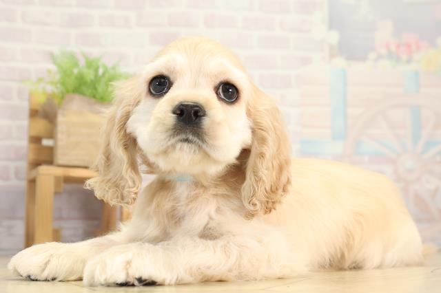 岐阜県のアメリカンコッカースパニエル (Coo&RIKU各務原店/2025年12月12日生まれ/男の子/バフ)の子犬の3枚目の画像