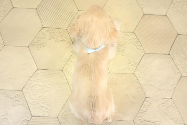 岐阜県のアメリカンコッカースパニエル (Coo&RIKU各務原店/2025年12月12日生まれ/男の子/バフ)の子犬の4枚目の画像