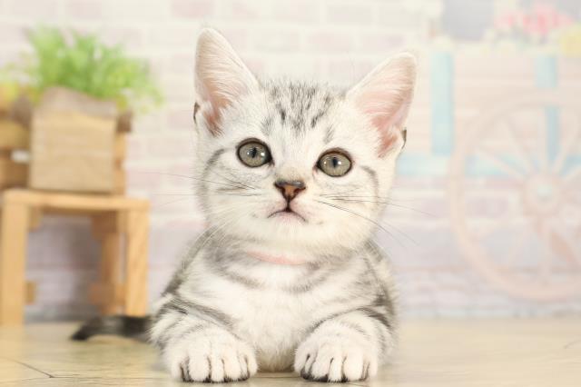 愛知県のアメリカンショートヘアー (Coo&RIKU東海一宮店/2025年12月14日生まれ/女の子/シルバータビー)の子猫の1枚目の画像