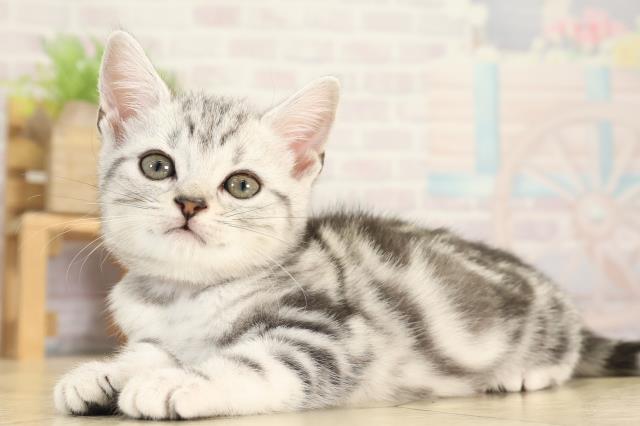 愛知県のアメリカンショートヘアー (Coo&RIKU東海一宮店/2025年12月14日生まれ/女の子/シルバータビー)の子猫の3枚目の画像