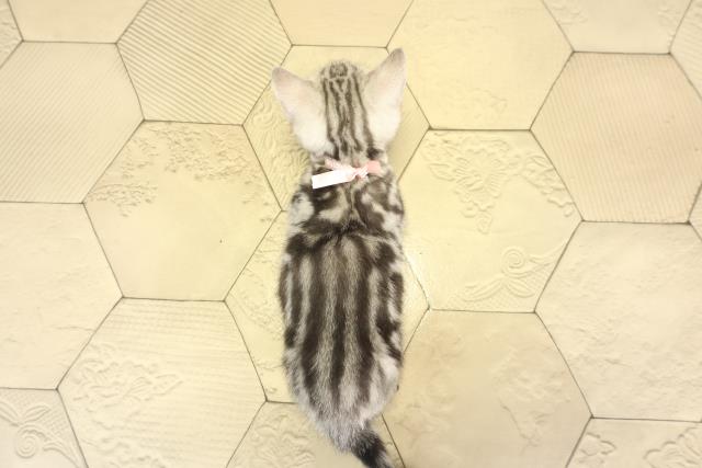 愛知県のアメリカンショートヘアー (Coo&RIKU東海一宮店/2025年12月14日生まれ/女の子/シルバータビー)の子猫の4枚目の画像