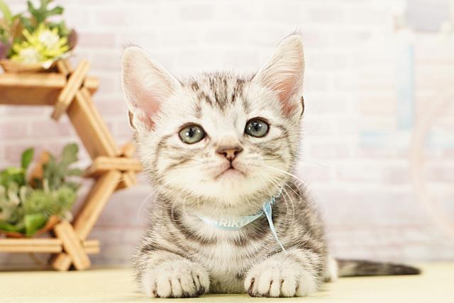 岐阜県のアメリカンショートヘアー (Coo&RIKU各務原店/2025年12月14日生まれ/男の子/シルバータビー)の子猫の1枚目の画像