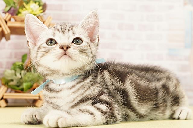 岐阜県のアメリカンショートヘアー (Coo&RIKU各務原店/2025年12月14日生まれ/男の子/シルバータビー)の子猫の3枚目の画像