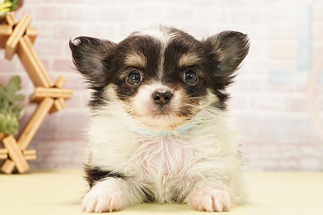 岐阜県のチワワ(ロング) (Coo&RIKU岐阜店/2025年12月14日生まれ/男の子/ブラックタンホワイト)の子犬の1枚目の画像