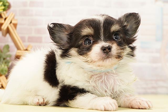 岐阜県のチワワ(ロング) (Coo&RIKU岐阜店/2025年12月14日生まれ/男の子/ブラックタンホワイト)の子犬の2枚目の画像