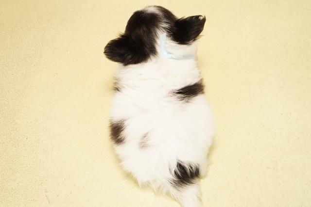 岐阜県のチワワ(ロング) (Coo&RIKU岐阜店/2025年12月14日生まれ/男の子/ブラックタンホワイト)の子犬の4枚目の画像