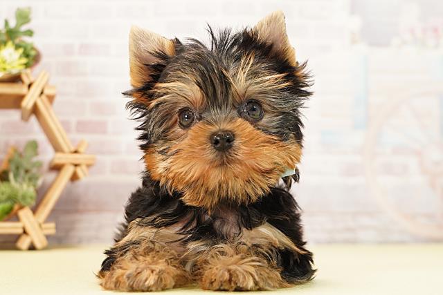 三重県のヨークシャーテリア (Coo&RIKU四日市店/2025年12月12日生まれ/男の子/スチールブルータン)の子犬