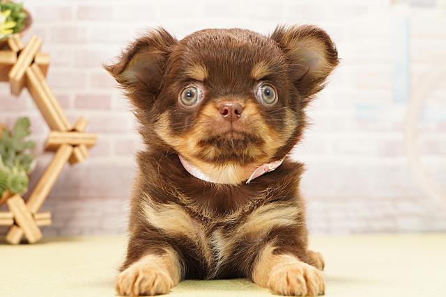 愛知県のチワワ(ロング) (Coo&RIKU東海一宮店/2025年12月13日生まれ/女の子/チョコレートタン)の子犬の1枚目の画像