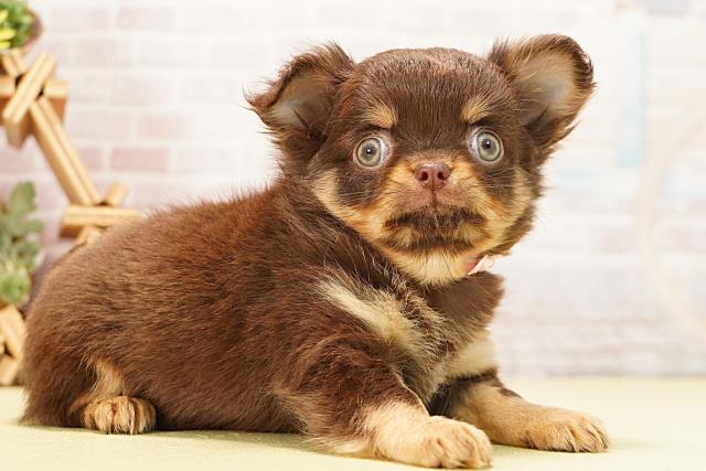 愛知県のチワワ(ロング) (Coo&RIKU東海一宮店/2025年12月13日生まれ/女の子/チョコレートタン)の子犬の2枚目の画像