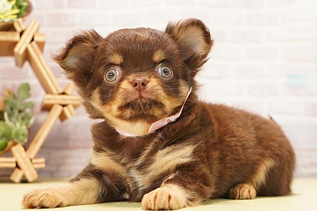 愛知県のチワワ(ロング) (Coo&RIKU東海一宮店/2025年12月13日生まれ/女の子/チョコレートタン)の子犬の3枚目の画像