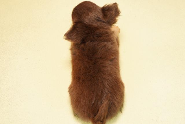 愛知県のチワワ(ロング) (Coo&RIKU東海一宮店/2025年12月13日生まれ/女の子/チョコレートタン)の子犬の4枚目の画像