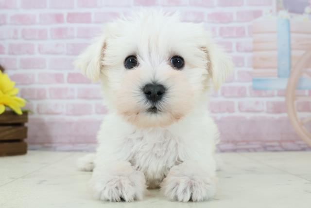 福岡県のシュナマル/マルシュナ(シュナウザー×マルチーズ) (Coo&RIKU大牟田店/2025年12月14日生まれ/男の子/ホワイト)の子犬の1枚目の画像