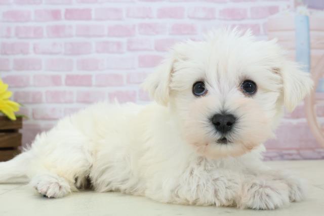 福岡県のシュナマル/マルシュナ(シュナウザー×マルチーズ) (Coo&RIKU大牟田店/2025年12月14日生まれ/男の子/ホワイト)の子犬の2枚目の画像