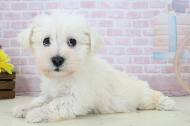 福岡県のシュナマル/マルシュナ(シュナウザー×マルチーズ) (Coo&RIKU大牟田店/2025年12月14日生まれ/男の子/ホワイト)の子犬の3枚目の画像