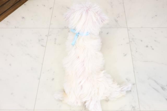 福岡県のシュナマル/マルシュナ(シュナウザー×マルチーズ) (Coo&RIKU大牟田店/2025年12月14日生まれ/男の子/ホワイト)の子犬の4枚目の画像