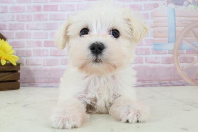 熊本県のシュナマル/マルシュナ(シュナウザー×マルチーズ) (Coo&RIKUカリーノ玉名店/2025年12月14日生まれ/女の子/ホワイト)の子犬の1枚目の画像