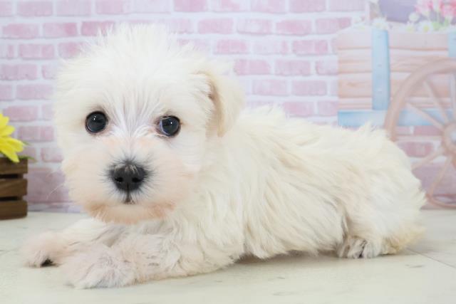 熊本県のシュナマル/マルシュナ(シュナウザー×マルチーズ) (Coo&RIKUカリーノ玉名店/2025年12月14日生まれ/女の子/ホワイト)の子犬の3枚目の画像