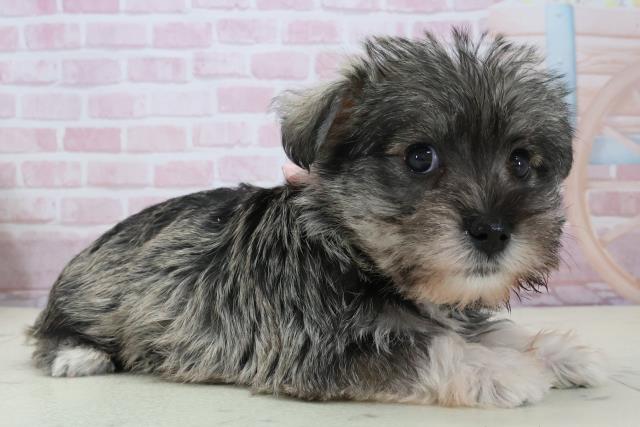 鹿児島県のシュナマル/マルシュナ(シュナウザー×マルチーズ) (Coo&RIKU鹿児島店/2025年12月14日生まれ/女の子/ソルトペッパー)の子犬の2枚目の画像