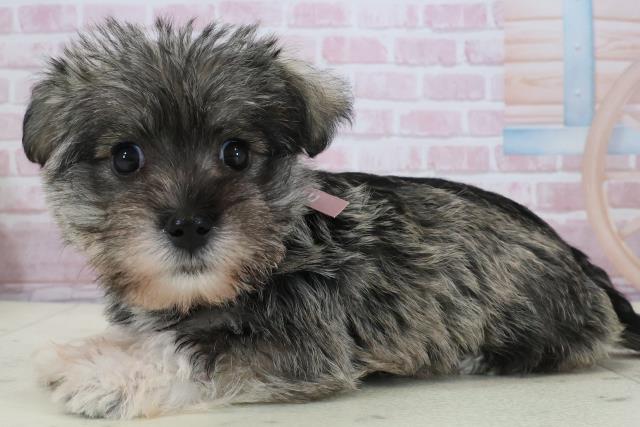 鹿児島県のシュナマル/マルシュナ(シュナウザー×マルチーズ) (Coo&RIKU鹿児島店/2025年12月14日生まれ/女の子/ソルトペッパー)の子犬の3枚目の画像