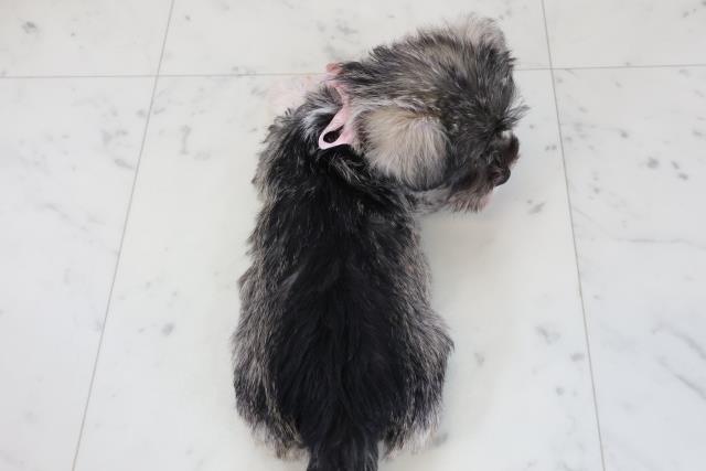 鹿児島県のシュナマル/マルシュナ(シュナウザー×マルチーズ) (Coo&RIKU鹿児島店/2025年12月14日生まれ/女の子/ソルトペッパー)の子犬の4枚目の画像