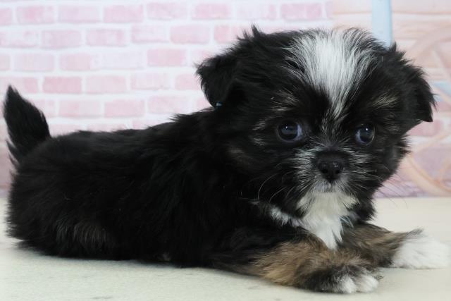 鹿児島県のポメズー/ポメシーズ(ポメラニアン×シーズー) (Coo&RIKU鹿児島店/2025年12月14日生まれ/男の子/ブラックホワイト)の子犬の2枚目の画像