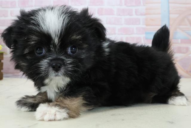 鹿児島県のポメズー/ポメシーズ(ポメラニアン×シーズー) (Coo&RIKU鹿児島店/2025年12月14日生まれ/男の子/ブラックホワイト)の子犬の3枚目の画像