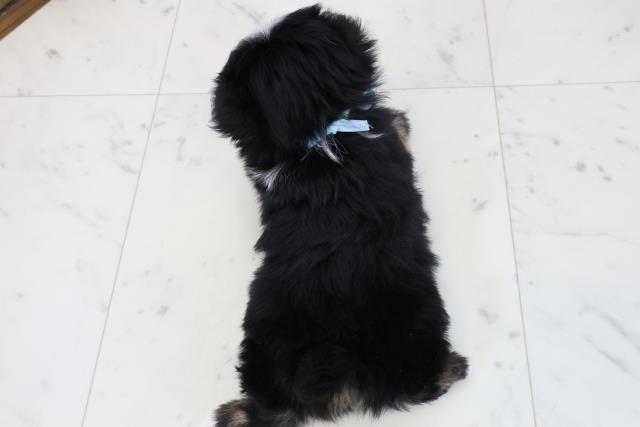 鹿児島県のポメズー/ポメシーズ(ポメラニアン×シーズー) (Coo&RIKU鹿児島店/2025年12月14日生まれ/男の子/ブラックホワイト)の子犬の4枚目の画像