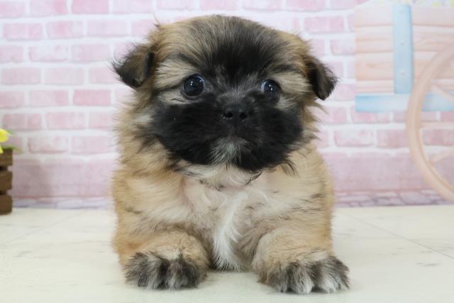 鹿児島県のポメズー/ポメシーズ(ポメラニアン×シーズー) (Coo&RIKU鹿屋店/2025年12月14日生まれ/女の子/フォーン)の子犬の1枚目の画像