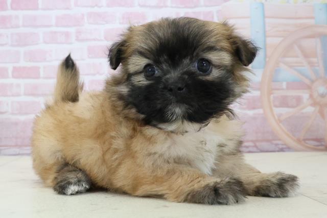 鹿児島県のポメズー/ポメシーズ(ポメラニアン×シーズー) (Coo&RIKU鹿屋店/2025年12月14日生まれ/女の子/フォーン)の子犬の2枚目の画像