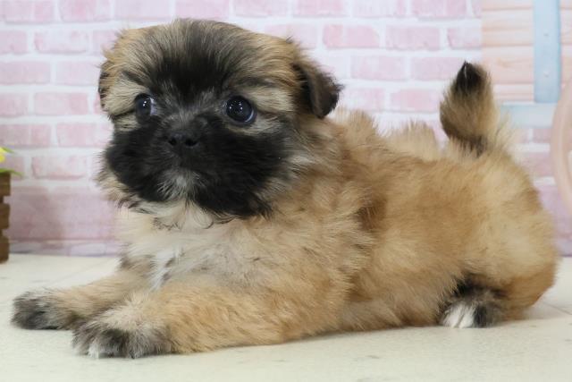 鹿児島県のポメズー/ポメシーズ(ポメラニアン×シーズー) (Coo&RIKU鹿屋店/2025年12月14日生まれ/女の子/フォーン)の子犬の3枚目の画像
