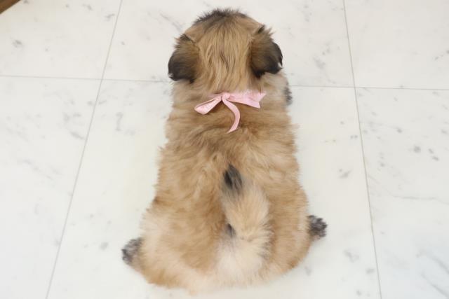 鹿児島県のポメズー/ポメシーズ(ポメラニアン×シーズー) (Coo&RIKU鹿屋店/2025年12月14日生まれ/女の子/フォーン)の子犬の4枚目の画像