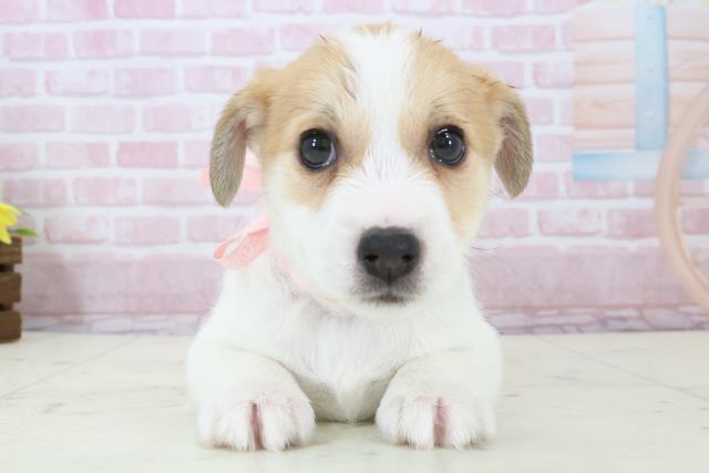 福岡県のジャックラッセルテリア (Coo&RIKU福岡東店/2025年12月14日生まれ/女の子/ホワイトタン)の子犬の1枚目の画像