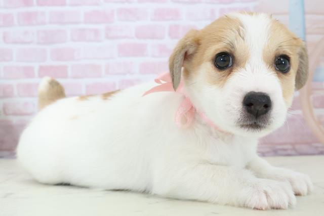 福岡県のジャックラッセルテリア (Coo&RIKU福岡東店/2025年12月14日生まれ/女の子/ホワイトタン)の子犬の2枚目の画像