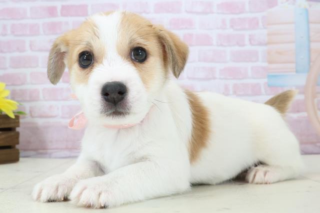 福岡県のジャックラッセルテリア (Coo&RIKU福岡東店/2025年12月14日生まれ/女の子/ホワイトタン)の子犬の3枚目の画像