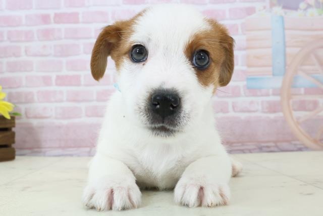 福岡県のジャックラッセルテリア (Coo&RIKU黒崎店/2025年12月14日生まれ/男の子/ホワイトタン)の子犬の1枚目の画像