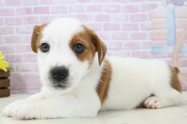 福岡県のジャックラッセルテリア (Coo&RIKU黒崎店/2025年12月14日生まれ/男の子/ホワイトタン)の子犬の3枚目の画像