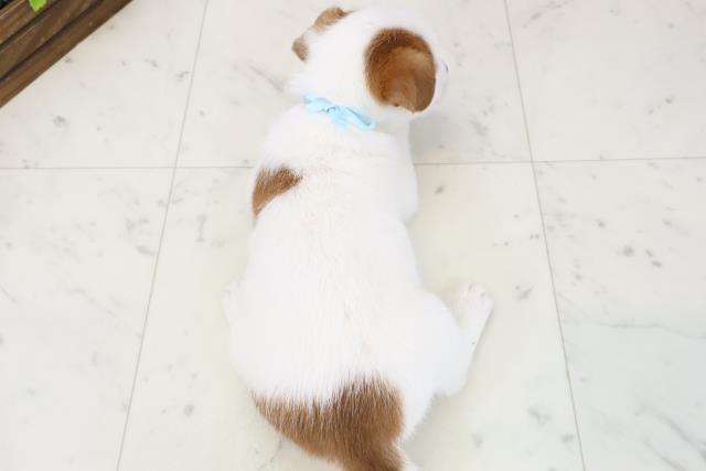 福岡県のジャックラッセルテリア (Coo&RIKU黒崎店/2025年12月14日生まれ/男の子/ホワイトタン)の子犬の4枚目の画像