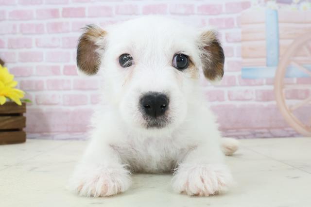 福岡県のジャックラッセルテリア (Coo&RIKU久留米店/2025年12月14日生まれ/男の子/ホワイトタン)の子犬の1枚目の画像