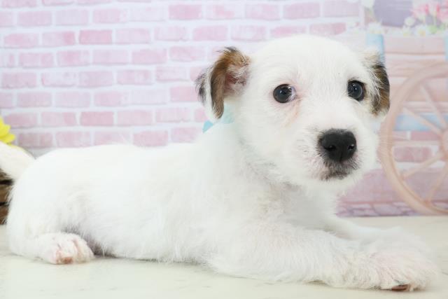 福岡県のジャックラッセルテリア (Coo&RIKU久留米店/2025年12月14日生まれ/男の子/ホワイトタン)の子犬の2枚目の画像