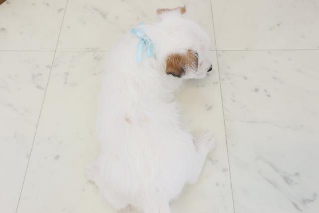 福岡県のジャックラッセルテリア (Coo&RIKU久留米店/2025年12月14日生まれ/男の子/ホワイトタン)の子犬の4枚目の画像