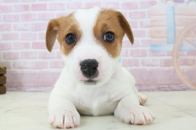 長崎県のジャックラッセルテリア (Coo&RIKU長崎佐世保店/2025年12月14日生まれ/男の子/ホワイトタン)の子犬の1枚目の画像