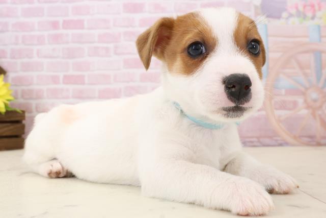 長崎県のジャックラッセルテリア (Coo&RIKU長崎佐世保店/2025年12月14日生まれ/男の子/ホワイトタン)の子犬の2枚目の画像