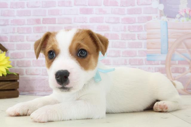 長崎県のジャックラッセルテリア (Coo&RIKU長崎佐世保店/2025年12月14日生まれ/男の子/ホワイトタン)の子犬の3枚目の画像