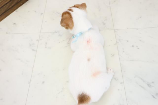 長崎県のジャックラッセルテリア (Coo&RIKU長崎佐世保店/2025年12月14日生まれ/男の子/ホワイトタン)の子犬の4枚目の画像